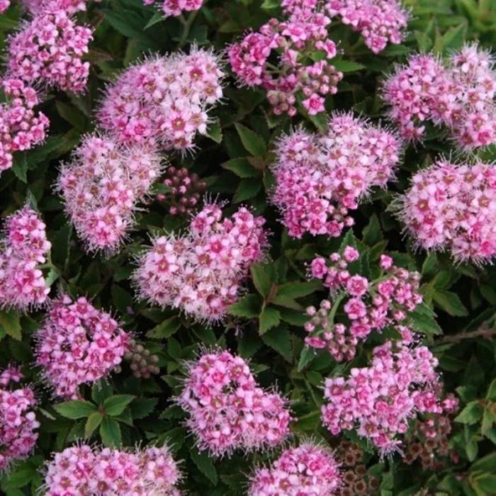 Спирея dwarf. Спирея dwarf. Спирея dwarf. Спирея джапаниз дварф. Спирея японская japanese dwarf.