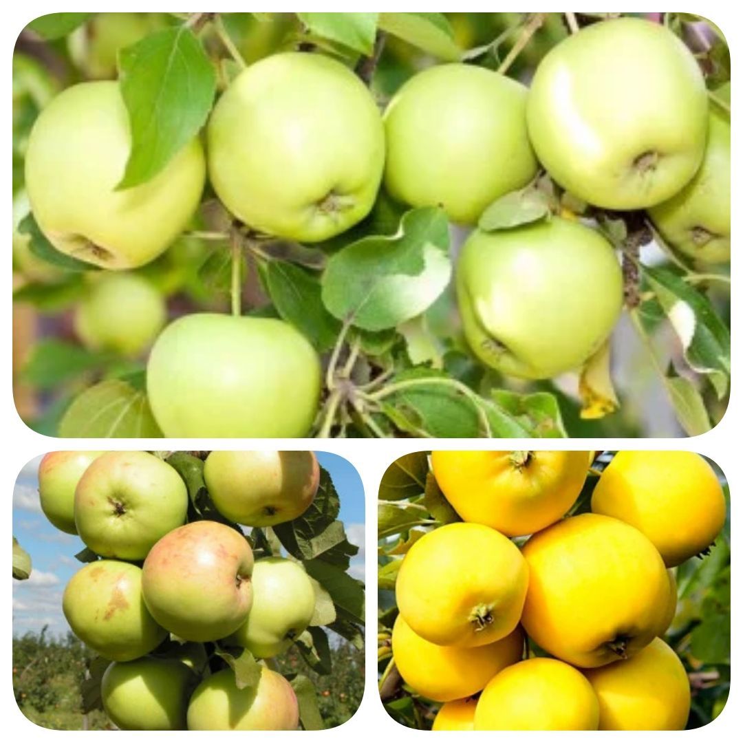 яблоня арт. яблоня грушовка московская. саженцы яблоня жигулевское. богатырь (сорт яблони). яблоня сорт медуница.
