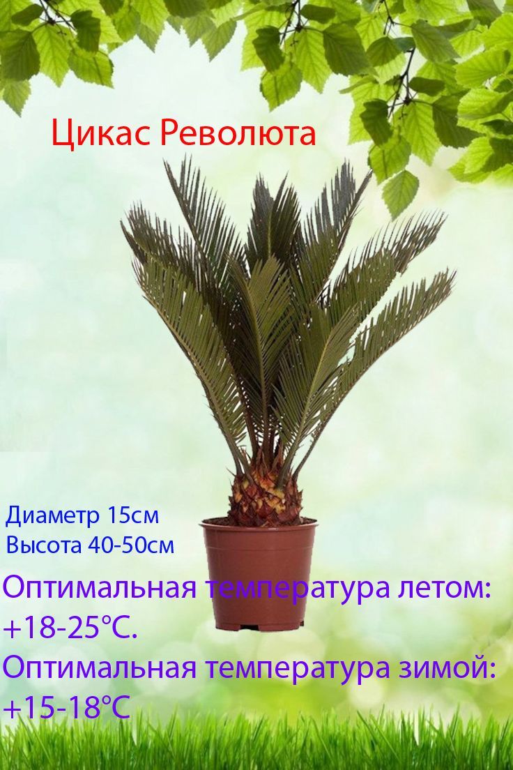 Пальма Цикас Революта d-15, 15 дм, 1 шт - купить по выгодной цене в  интернет-магазине OZON (1140890107)