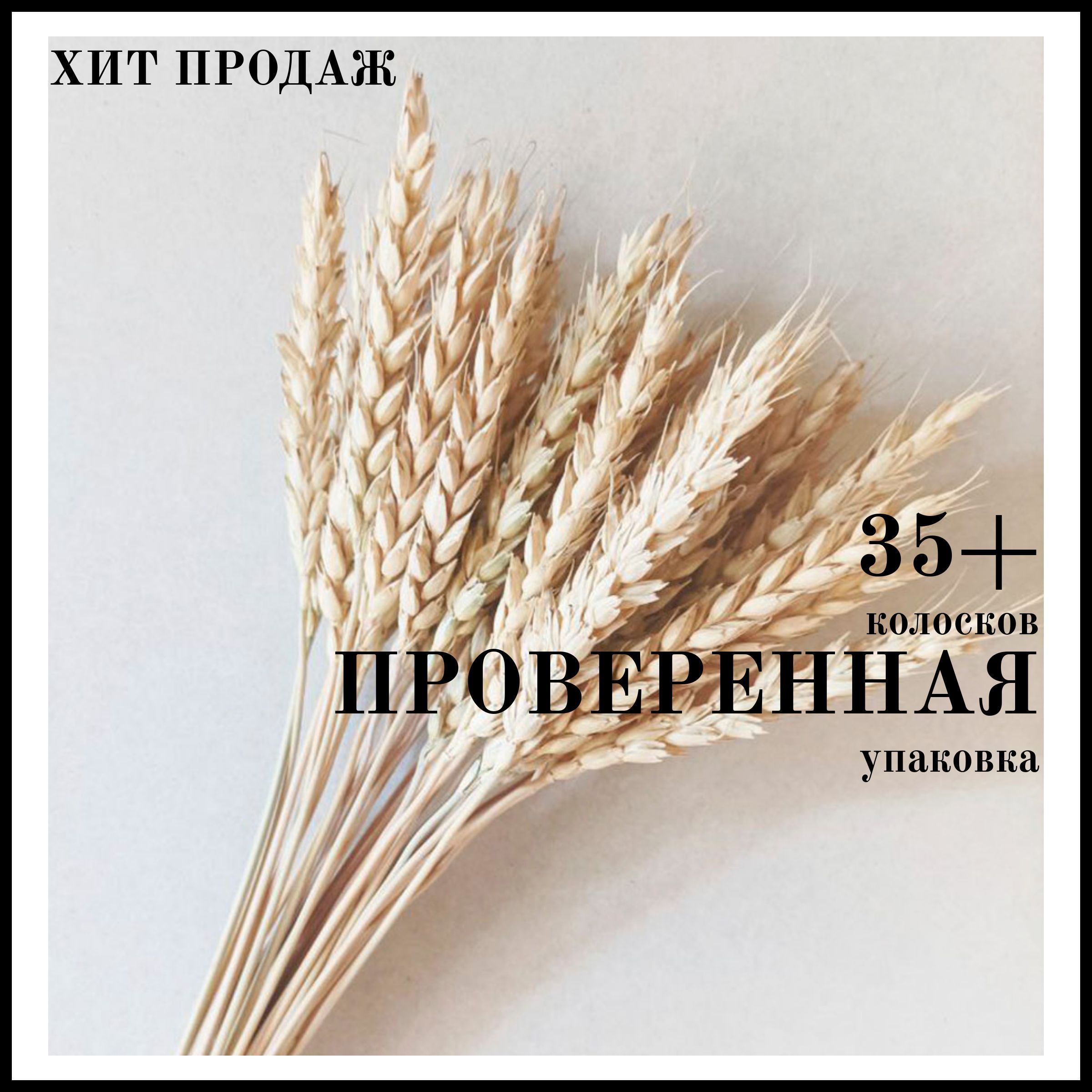 Сухоцветы Пшеница, 50 см, 200 гр, 35 шт купить по выгодной цене в  интернет-магазине OZON (685718199)