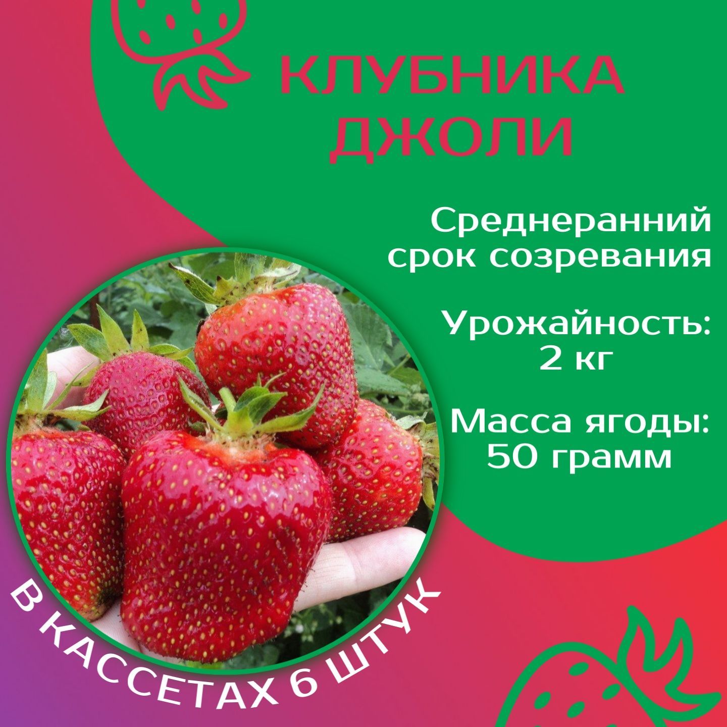 Сорт клубники джоли характеристика