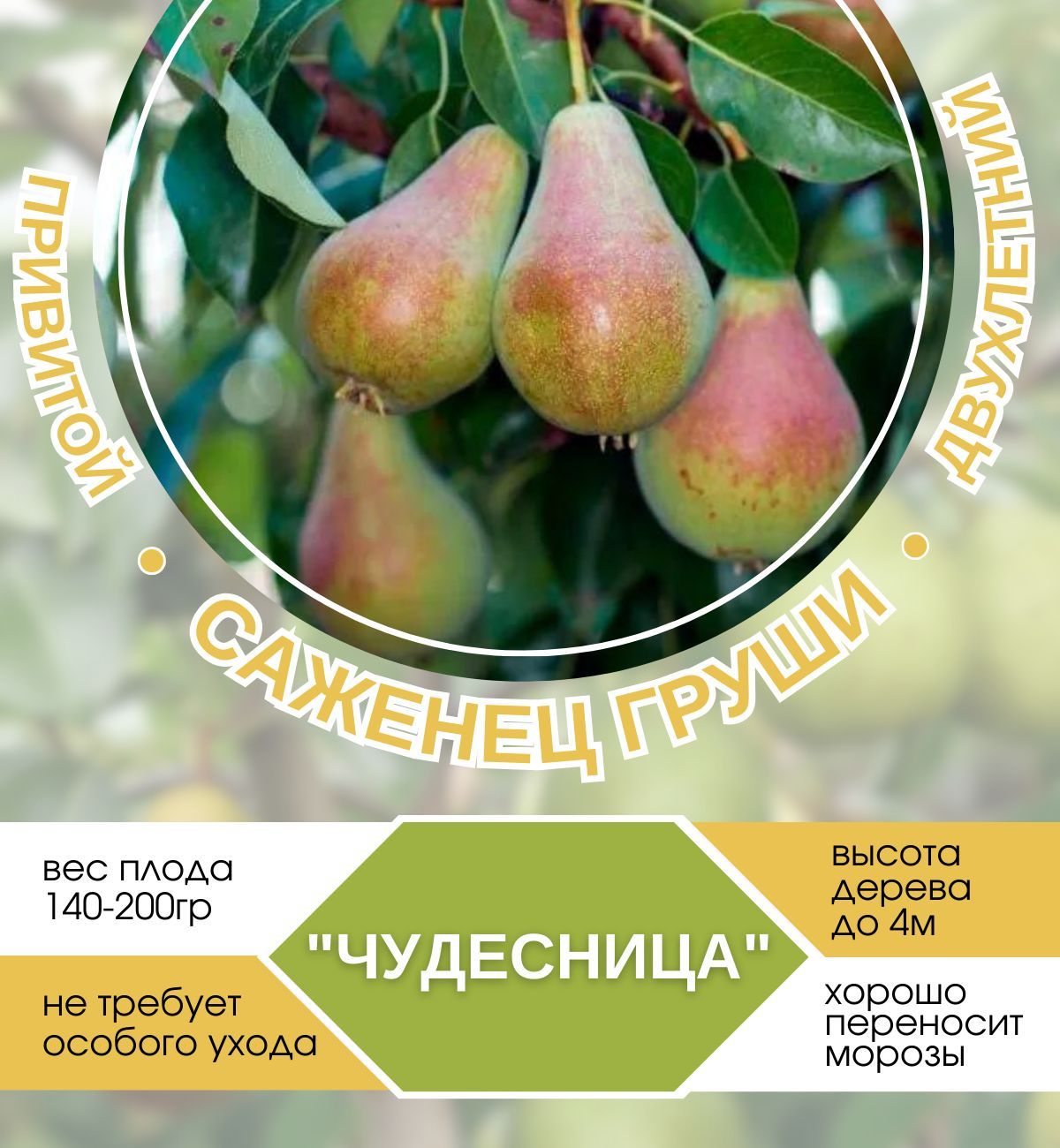 Купить Саженцы Груш В Ижевске