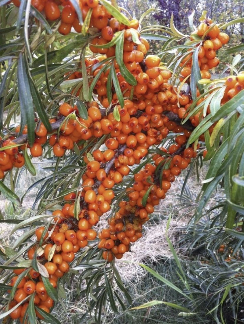 Облепиха Hippophae