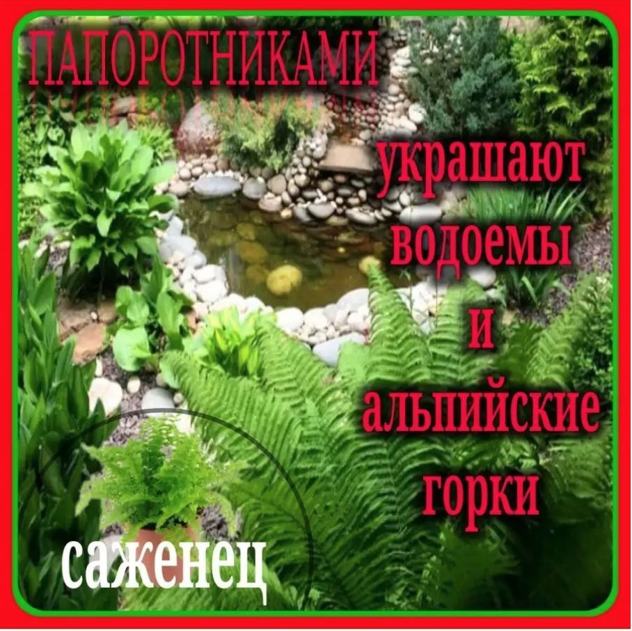 Папоротник Дальневосточный – купить в интернет-магазине OZON по ...