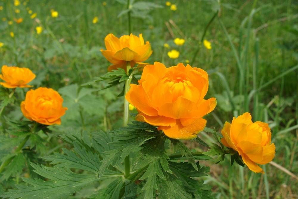 Купальница азиатская Trollius asiaticus