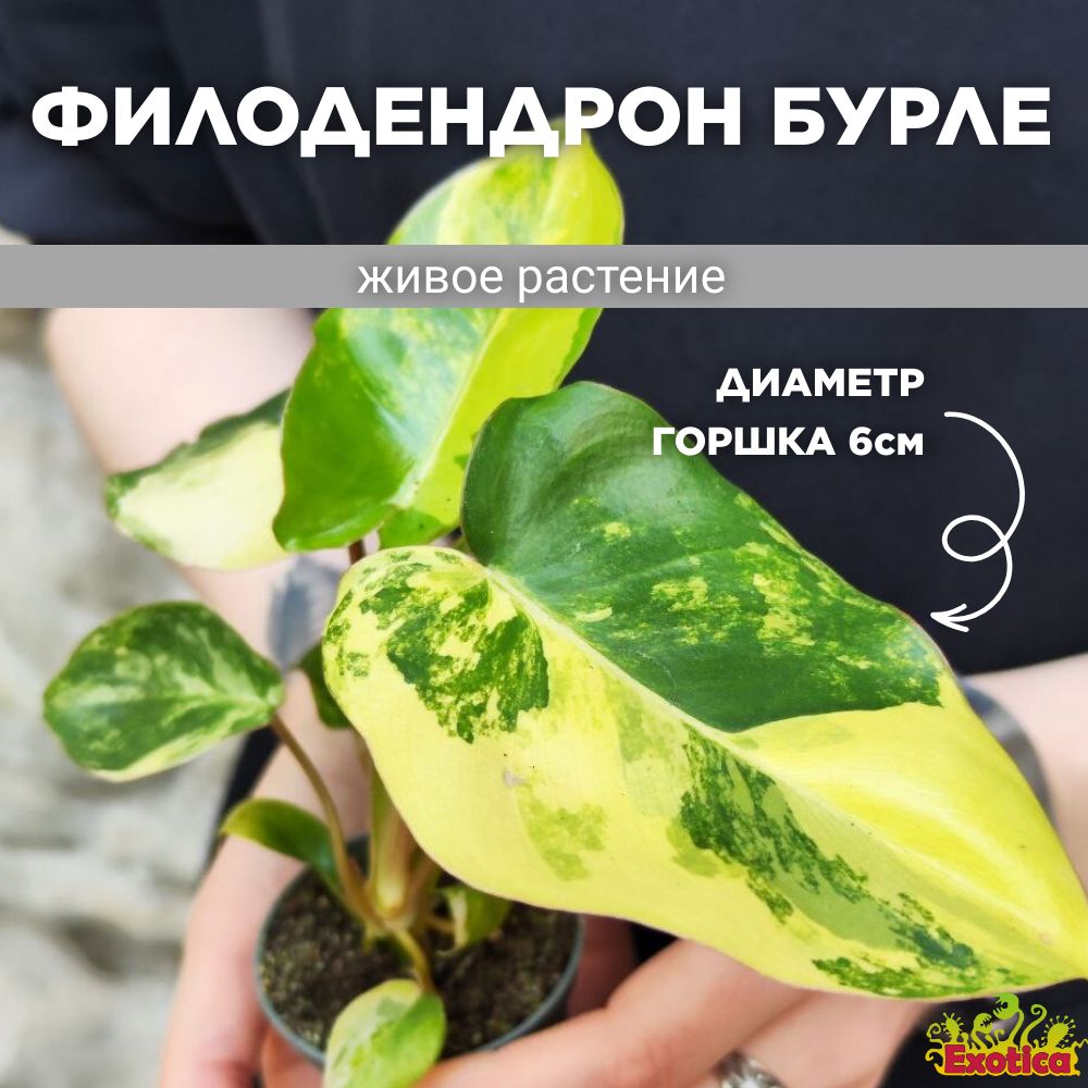 Филодендрон Бурле Маркс Вариегатный (Philodendron Burle Variegated) D6см