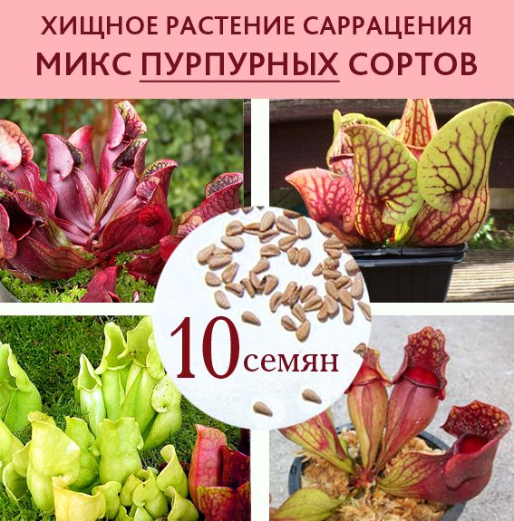 Семена Саррацений 10 шт. микс ПУРПУРНЫХ сортов