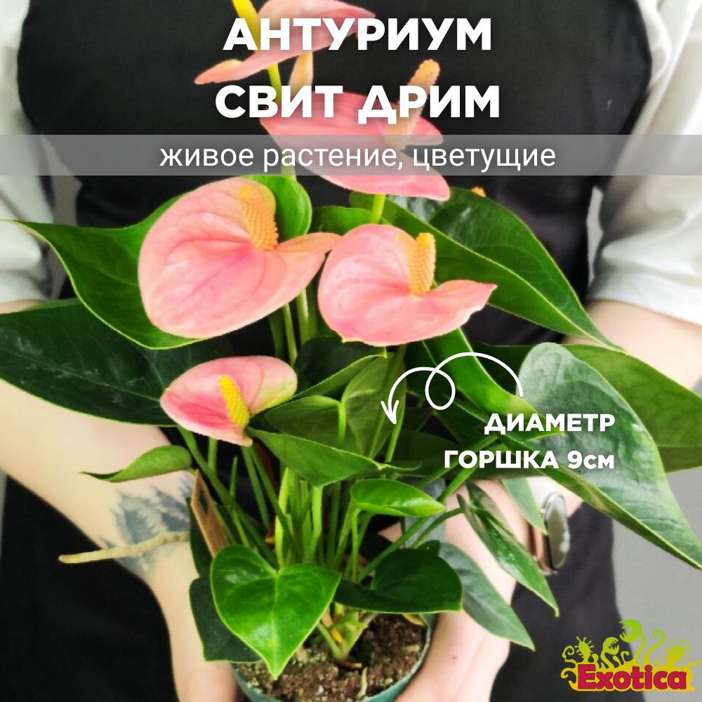 Антуриум Свит Дрим (Anthurium Sweet Dream) D9см