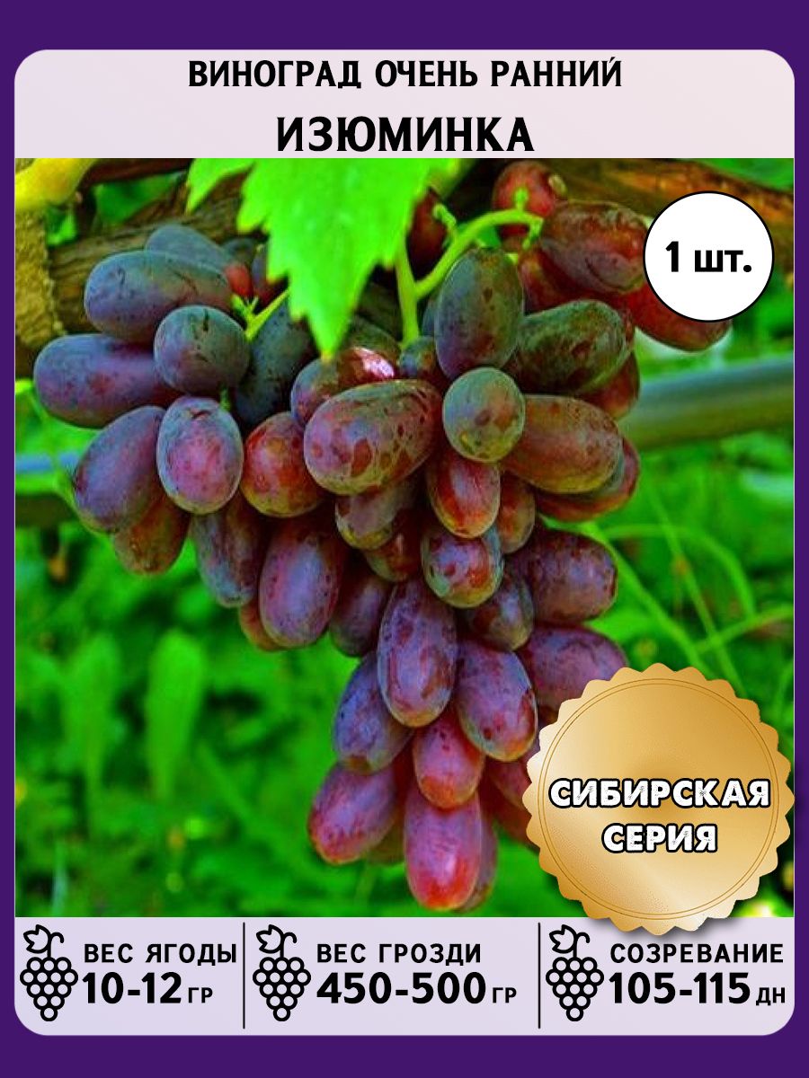Черная Изюминка Виноград Описание Сорта Фото