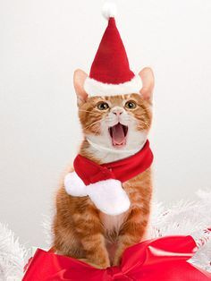 Новогодняя Одежда Для Кошек