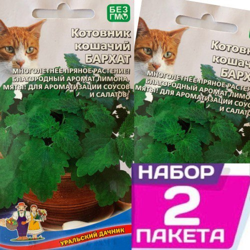 Отзывы на Семена Котовник кошачий Бархат 0.08 г., 2 пакета от покупателей OZON