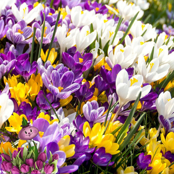 How to Grow and Care for Spring Crocus