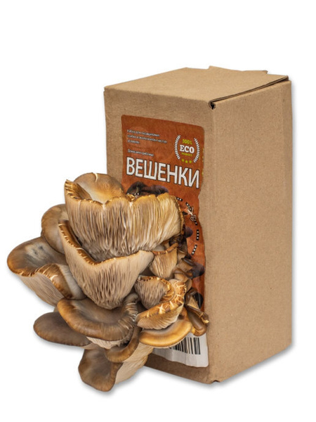 Домашняя грибница Вешенки - купить по выгодным ценам в интернет ...