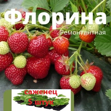Клубника Флорина, 5 штук саженцев в кассетах - купить с доставкой по ...