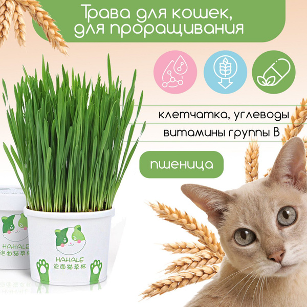 Трава для кошек в стаканчике, для выращивания - купить с доставкой по ...