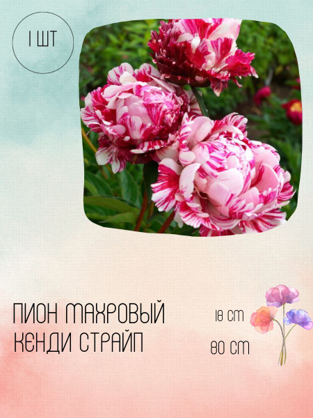 Кенди Страйп пион/Пион махровый - купить с доставкой по выгодным ценам ...