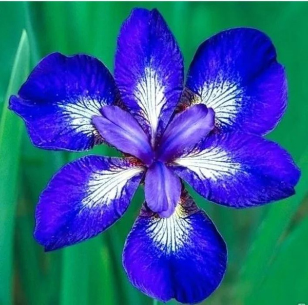 Луковицы Ирисы Green Sad купить по выгодной цене в интернет-магазине ...