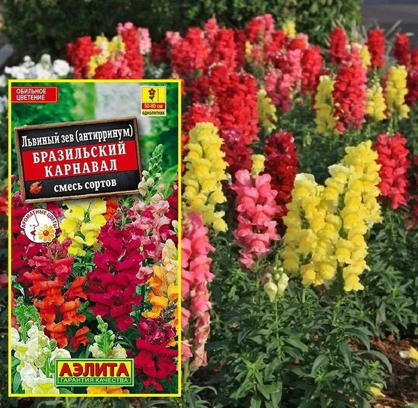 Антирринум (Львиный зев) Агрофирма Аэлита зев - купить по выгодным ...