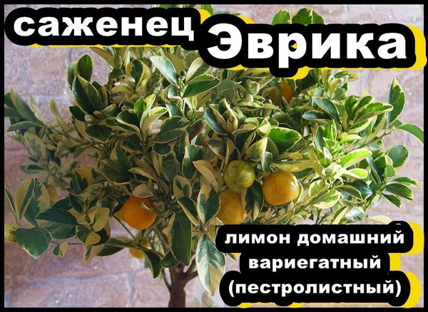 Клубни Лимон комнатный Gold Arboretum купить по выгодной цене в ...