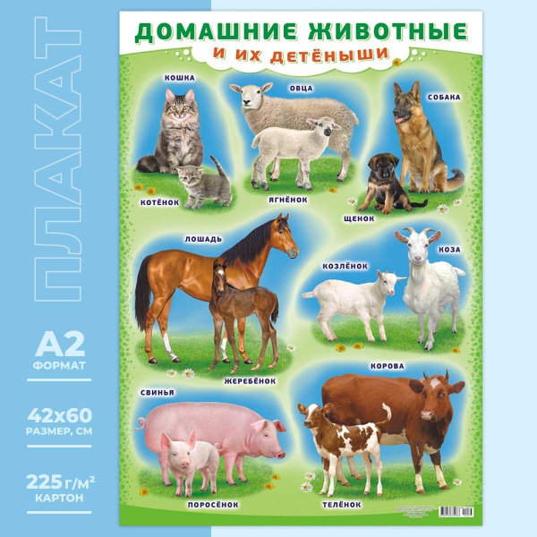 Обучающий плакат "Домашние животные и их детёныши" постер для детей А2 ...