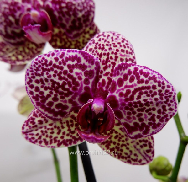 Орхидея, Орхидея Фаленопсис Orchid22 1 ствол - Wild Cat, 12 дм, 1 шт ...