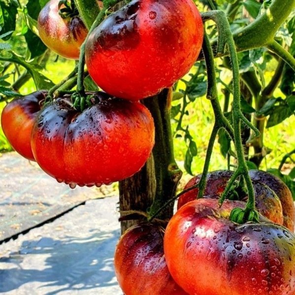 Томаты Deodar SEEDS COMPANY Томат3 - купить по выгодным ценам в ...