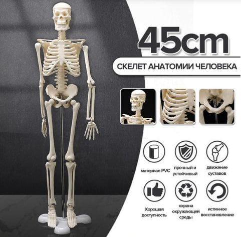 45CM Стандартная анатомическая модель человеческого скелета - купить с ...