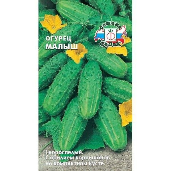 Огурец малышок фото