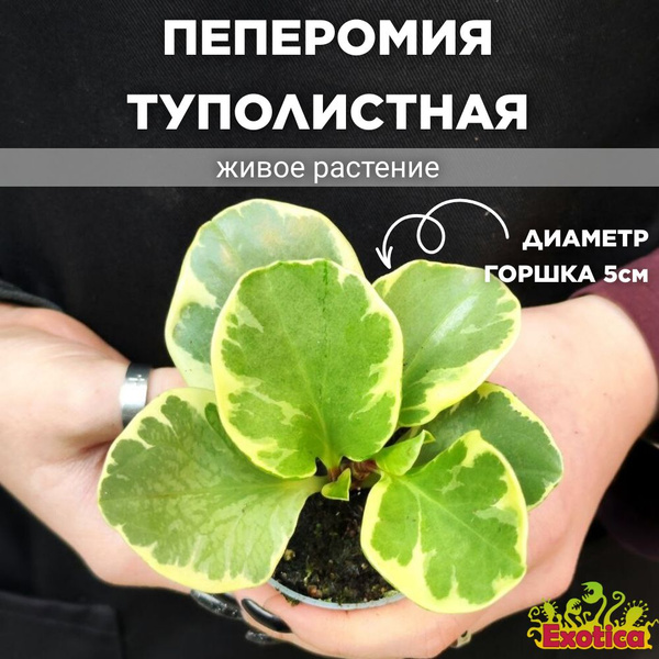 Пеперомия Exotica, 6 дм, 1 шт - купить по выгодной цене в интернет ...