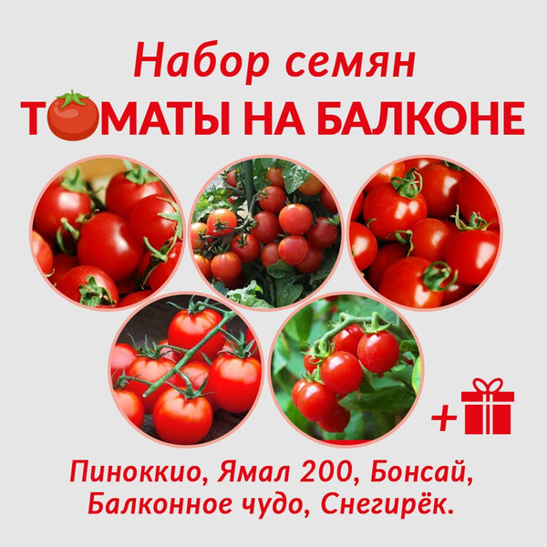 Томаты Сорт семян - купить по выгодным ценам в интернет-магазине OZON ...