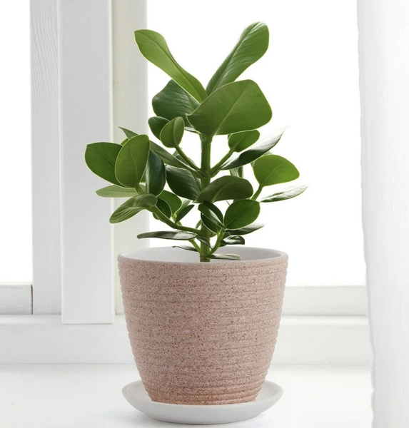 IKEA Горшок для цветов, Розовый, 15 см х 17 см х 17 см, 1 шт - купить с ...