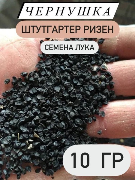 лука чернушки - купить по выгодным ценам в интернет-магазине OZON (886953717)