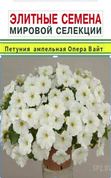 Петунии Элитные семена 589 - купить по выгодным ценам в интернет ...