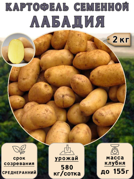 Картофель семенной на посадку Лабадия (суперэлита) 2 кг Среднеранний ...