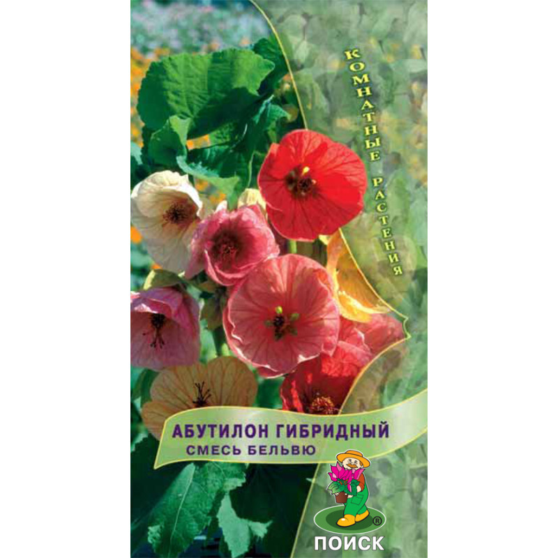 Абутилон Белла Семена Купить В Интернет Магазине