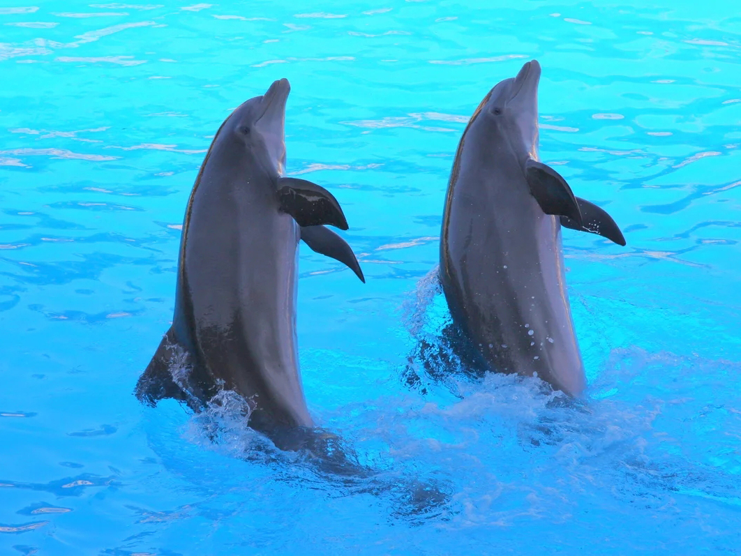 Песня танец дельфинов. Танцующий Дельфин. Настоящий Дельфин. Дельфины фото. Дельфины танцы.