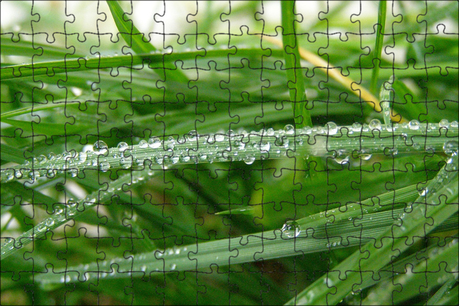 Дождь и растения. Дождевые капли ударили по траве. Green rain. Дождь на листьях. Ветивер травинки в воздухе \.