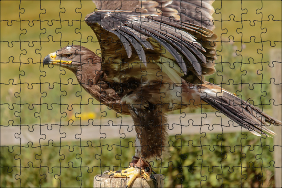 Среда обитания орла. Интересные факты о степном орле. Птицы национального парка башкирия. Приспособление орла. Птица беркут халзан.