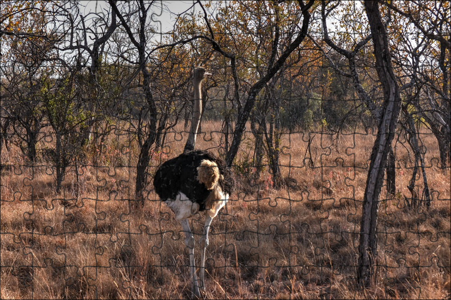 Показать дикую африку. Книги про африку. Показать дикую африку. Звери африки. Жуткая саванна зебра.