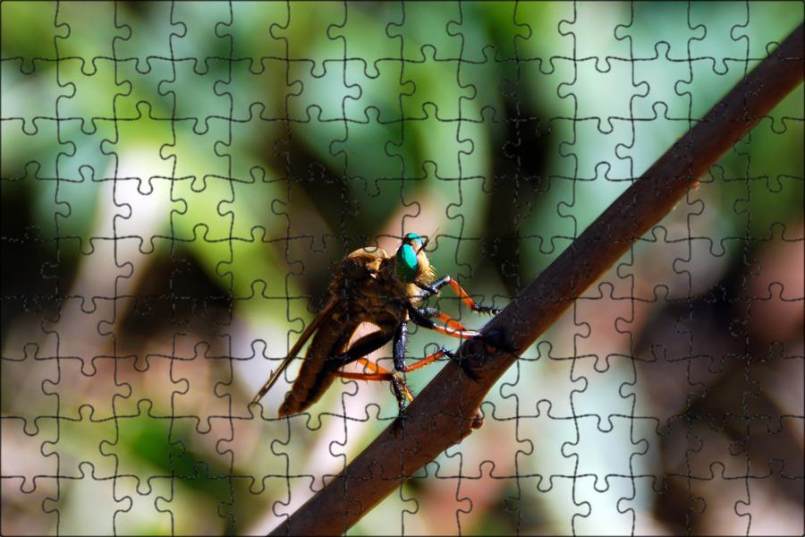 Bugs flies