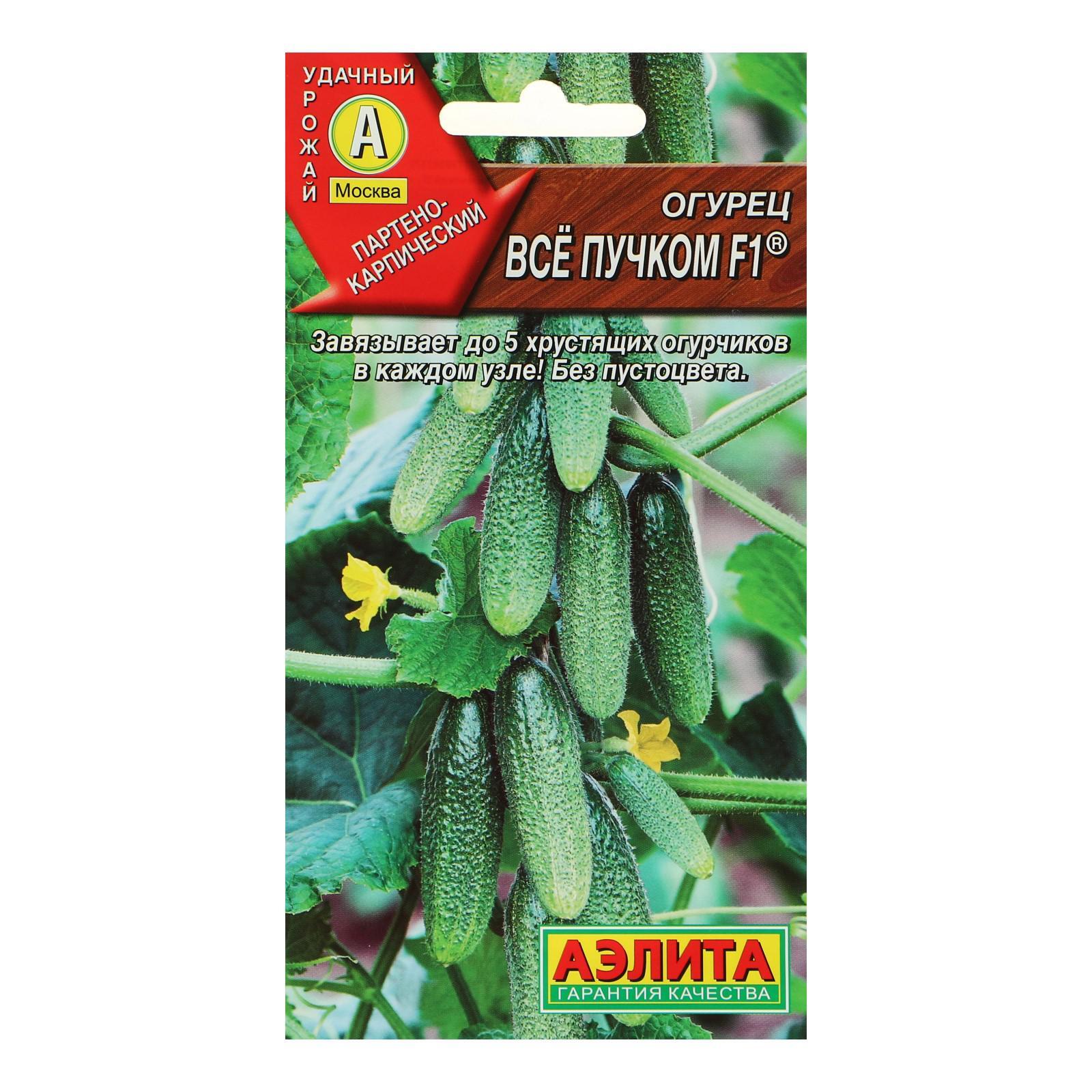 Огурец все пучком. Огурец пучок алтайский f1. Сорт огурцов все пучком. Сорт огурцов все пучком. Сибирский пучок f1 огурец.