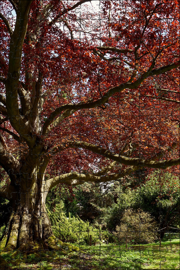 Scarlet Red Blood Autumn Decor Print Red tree, Red photography, Photo tree