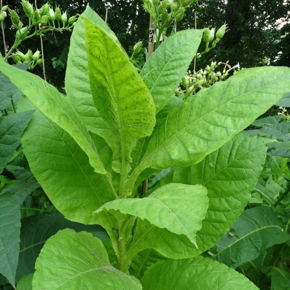 фото листьев табака