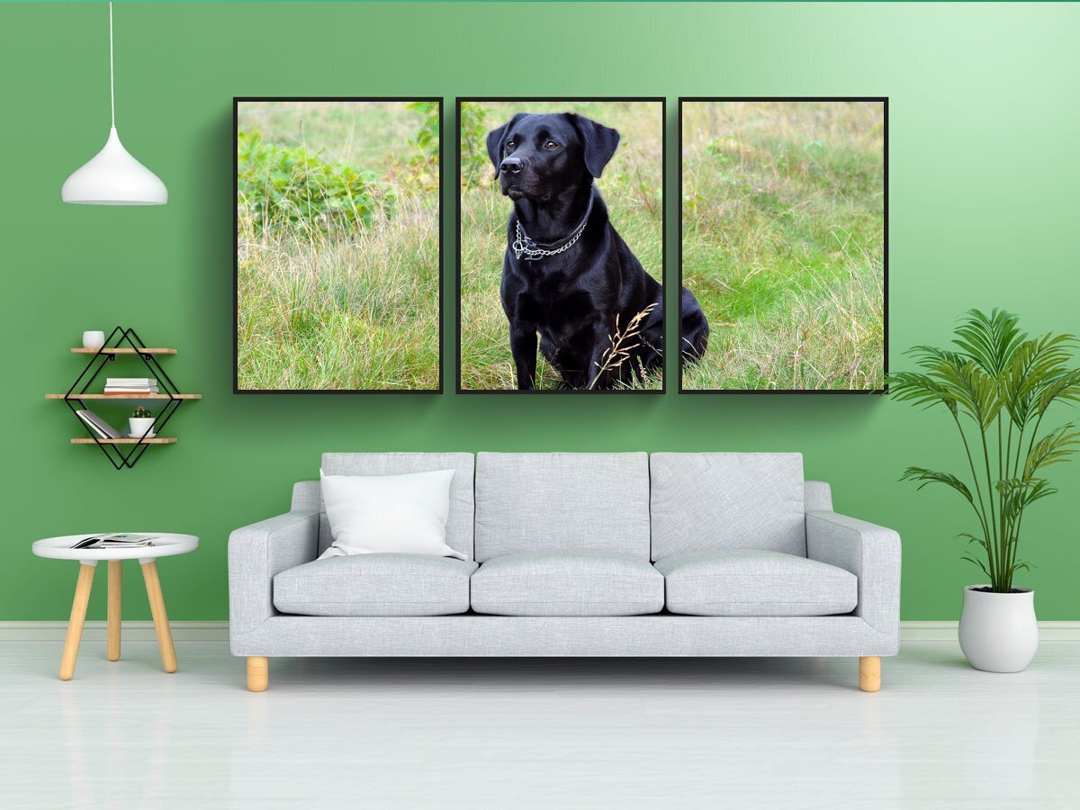Постер собаки. Постеры с собаками. Импостер собака. Плакаты с собаками. Мини постеры для собак.