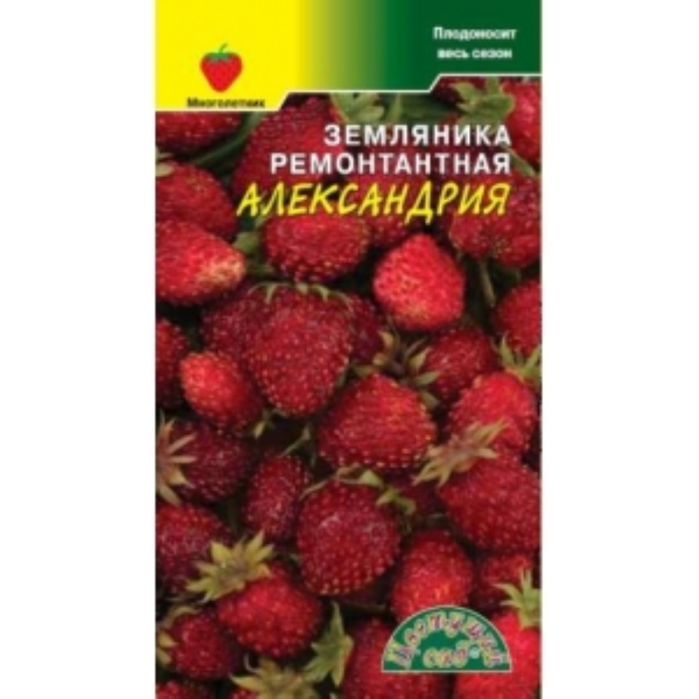 земляника александрия описание. сорт земляники александрия. земляника александрия гавриш.