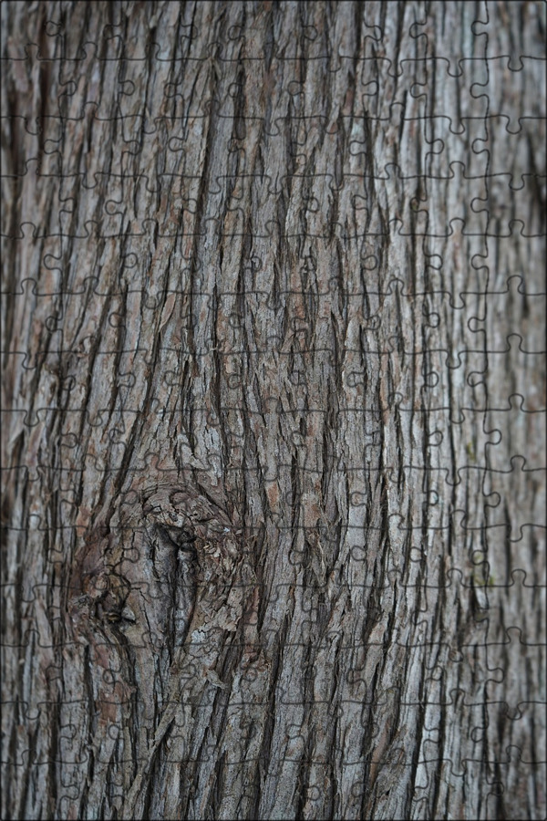 Лай дерева. Фактура дерева. Ствол дерева. Дерево с цветной корой. Ствол дерева.