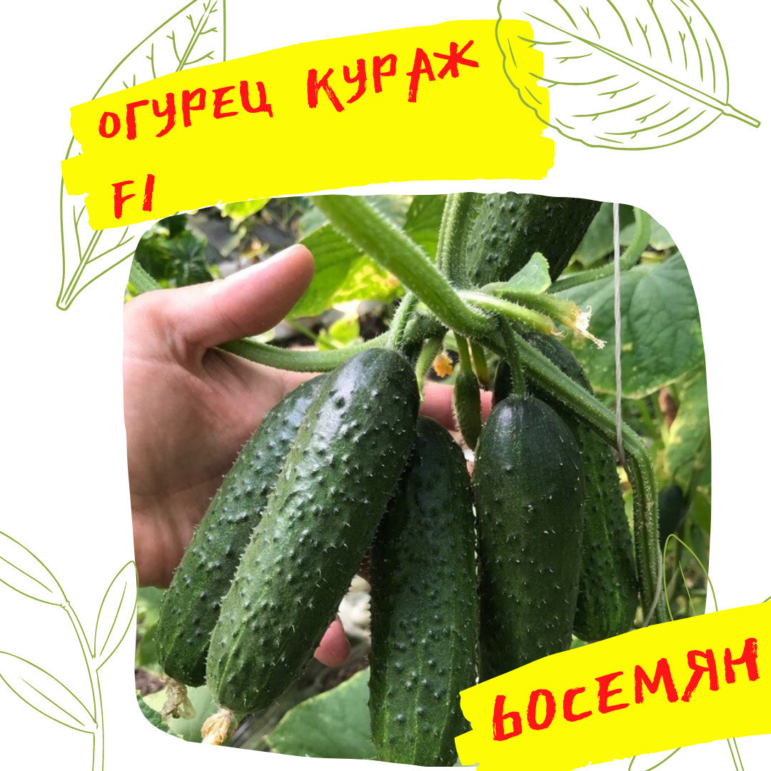 Кураж Огурцы Купить Семена