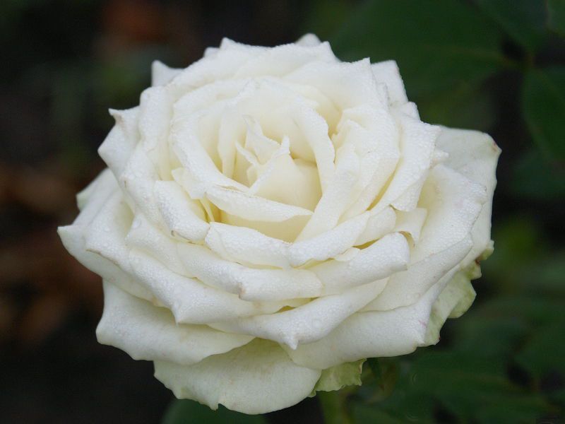 Сорта белых роз с описанием и фото