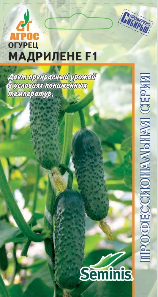 Каприкорн огурец. Огурец корнишон мадрилене f1. Огурцы семена мадрилен. Огурцы семена мадрилен. Огурец f1 мадрилене.