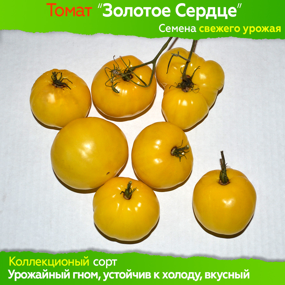 Семена томат «Гном», 10 семян